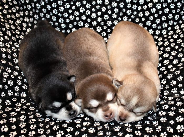 alaskan-klee-kai-puppies